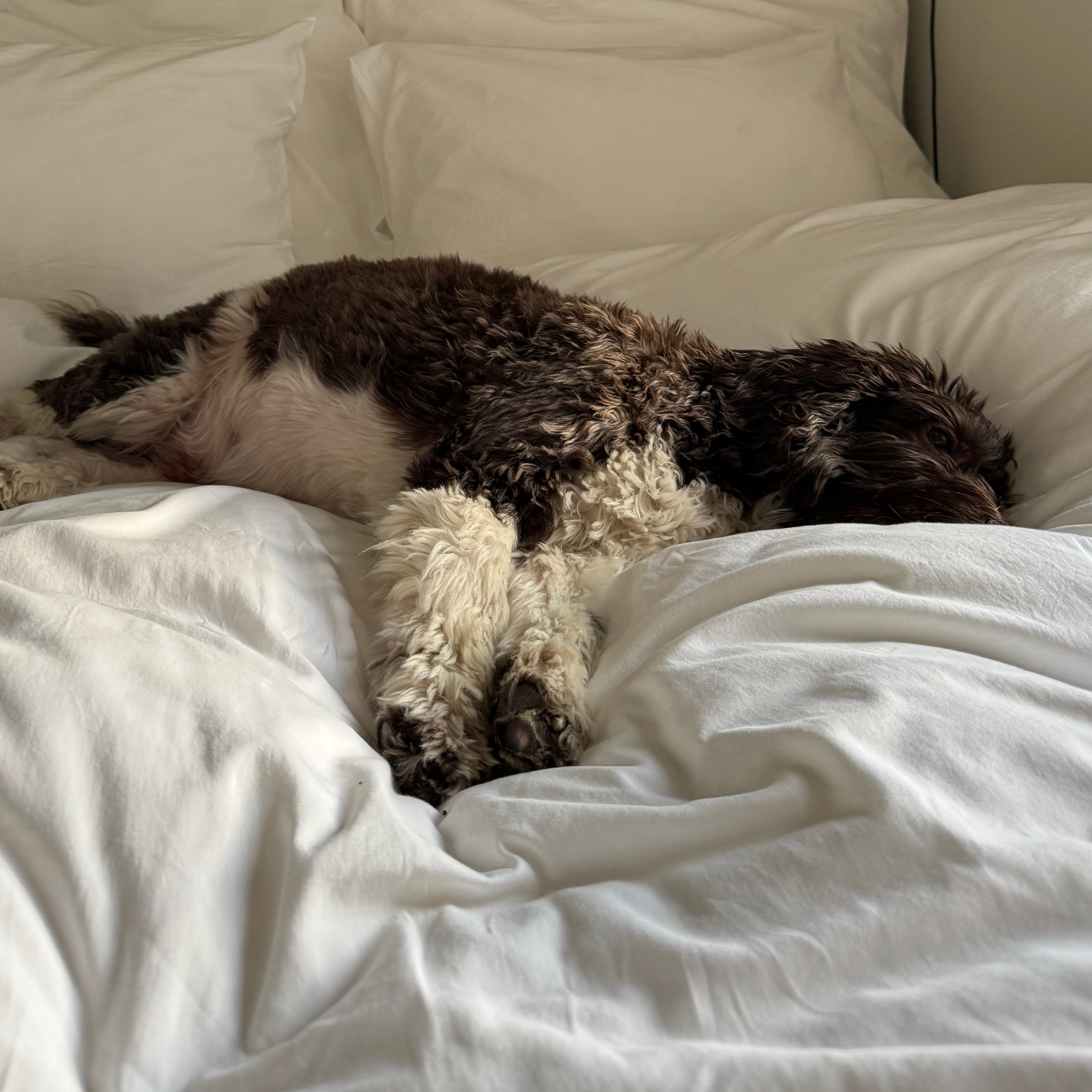 Hotellhvit Sengesett 2pk